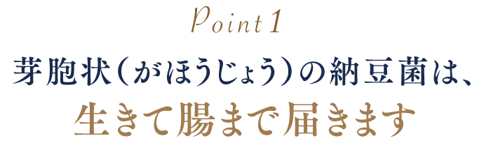 芽胞状の納豆菌は、生きて腸まで届きます