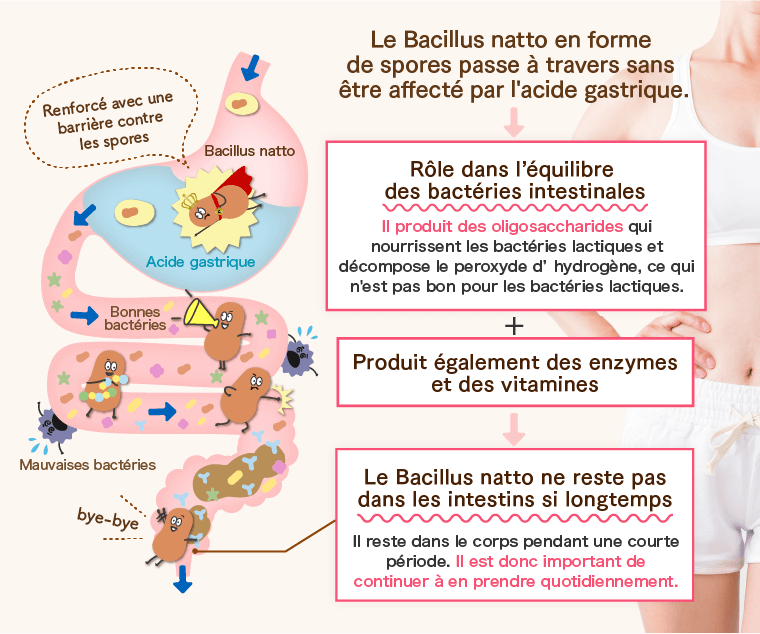 Le Bacillus natto en forme de spores passe à travers sans être affecté par l'acide gastrique.