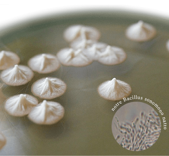 L’utilisation « notre Bacillus sonomono natto » .