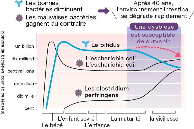 Après 40 ans, l’environnement intestinal se dégrade rapidement et une dysbiose est susceptible de survenir.