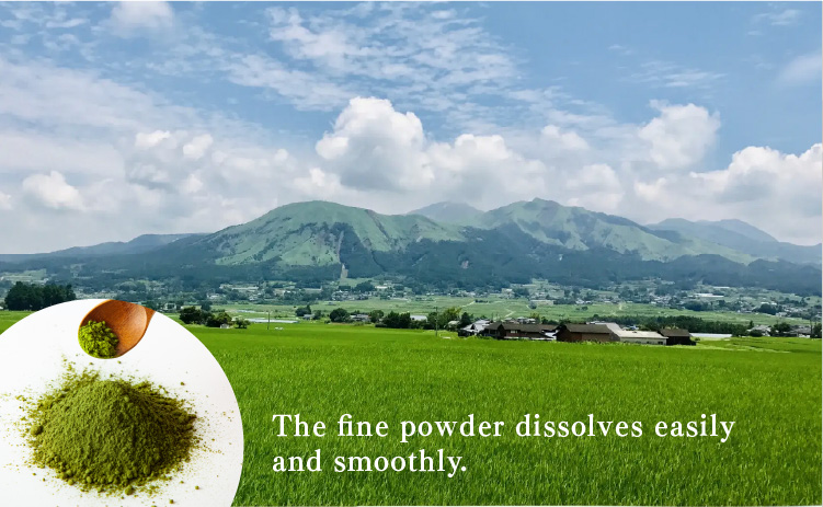 桑の葉茶 熊本産 桑の葉使用 国産