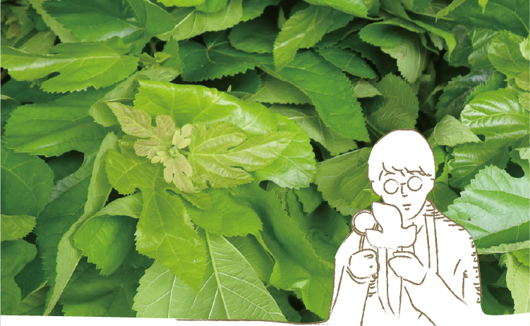 桑の葉茶 樹木医が土づくりからこだわった