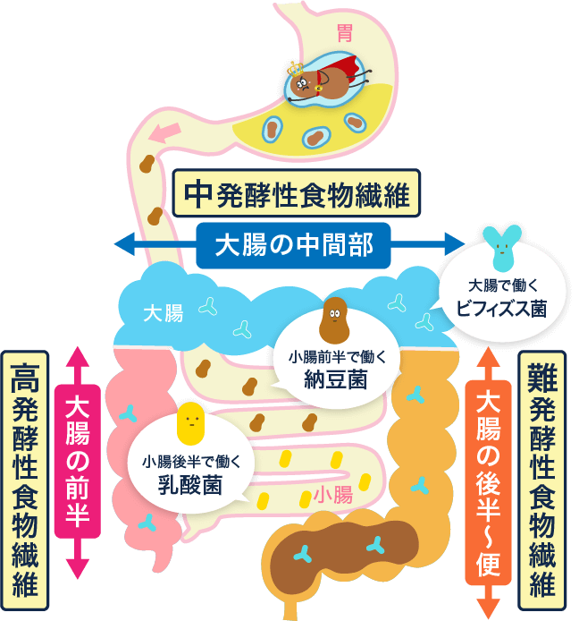 大腸で働く発酵性食物繊維と善玉菌