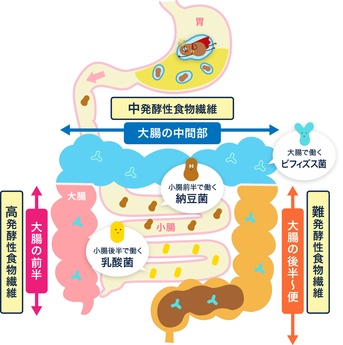 大腸で働く発酵性食物繊維と善玉菌
