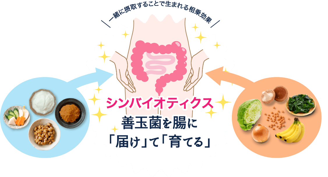 シンバイオティクスは、善玉菌を腸に「届け」て「育てる」