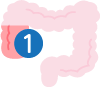 大腸の前半