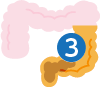 大腸の前半