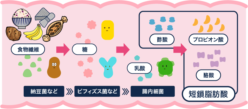 腸内の善玉菌が生みだす短鎖脂肪酸