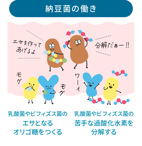 納豆菌の働き。乳酸菌やビフィズス菌の餌となるオリゴ糖をつくる。乳酸菌やビフィズス菌の苦手な過酸化水素を分解する。
