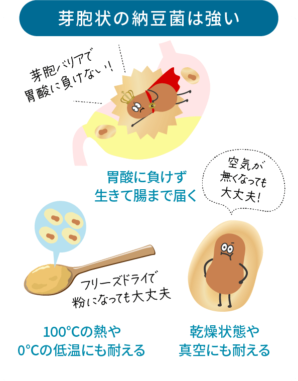 芽胞状の納豆菌は強い。胃酸に負けず生きて腸まで届く。100度の熱や0度の低温にも耐える。乾燥状態や真空にも耐える。