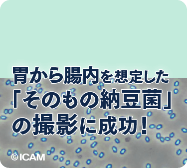 胃から腸を想定した「そのもの納豆菌」の撮影に成功