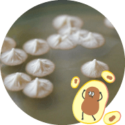 納豆菌の科学